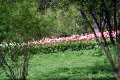 Tulipany "Agata Kornhauser-Duda" do Krakowa jeszcze nie dotarły... - zdjęcie 10