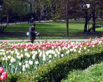 Tulipany "Agata Kornhauser-Duda" do Krakowa jeszcze nie dotarły... - zdjęcie 8
