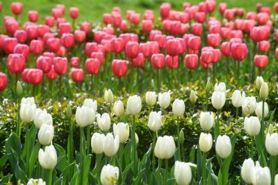 Tulipany "Agata Kornhauser-Duda" do Krakowa jeszcze nie dotarły... - zdjęcie 4