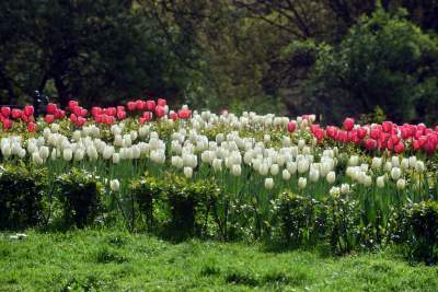 Tulipany "Agata Kornhauser-Duda" do Krakowa jeszcze nie dotarły... - zdjęcie 3