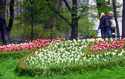 Tulipany "Agata Kornhauser-Duda" do Krakowa jeszcze nie dotarły... - zdjęcie 11