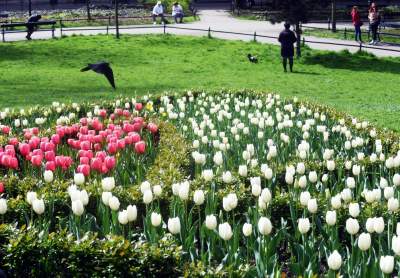 Tulipany "Agata Kornhauser-Duda" do Krakowa jeszcze nie dotarły... - zdjęcie 5
