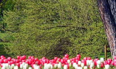 Tulipany "Agata Kornhauser-Duda" do Krakowa jeszcze nie dotarły... - zdjęcie 9