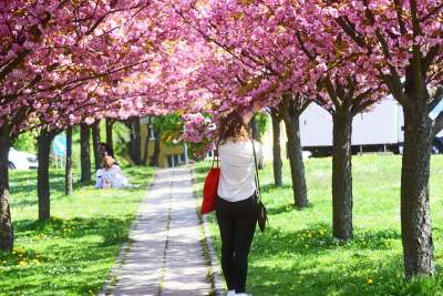 Kwitnąca wiśniowa aleja zawsze przyciąga tłumy, piękny zakątek w Krakowie - zdjęcie 13