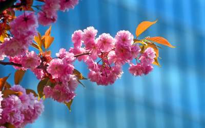 Kwitnąca wiśniowa aleja zawsze przyciąga tłumy, piękny zakątek w Krakowie - zdjęcie 35