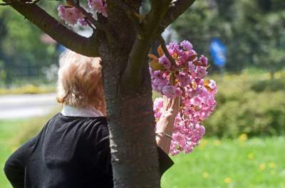 Kwitnąca wiśniowa aleja zawsze przyciąga tłumy, piękny zakątek w Krakowie - zdjęcie 30