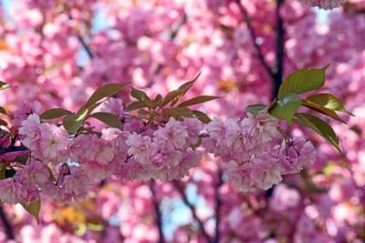 Kwitnąca wiśniowa aleja zawsze przyciąga tłumy, piękny zakątek w Krakowie - zdjęcie 4
