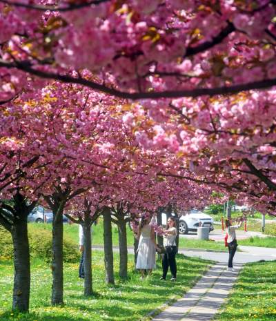 Kwitnąca wiśniowa aleja zawsze przyciąga tłumy, piękny zakątek w Krakowie - zdjęcie 5