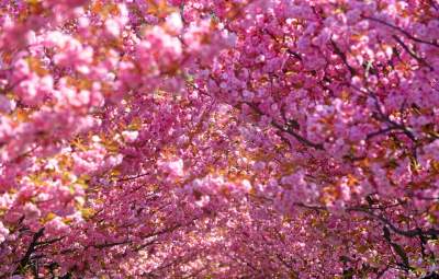 Kwitnąca wiśniowa aleja zawsze przyciąga tłumy, piękny zakątek w Krakowie - zdjęcie 18