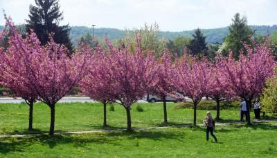 Kwitnąca wiśniowa aleja zawsze przyciąga tłumy, piękny zakątek w Krakowie - zdjęcie 34