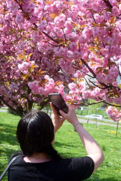 Kwitnąca wiśniowa aleja zawsze przyciąga tłumy, piękny zakątek w Krakowie - zdjęcie 8
