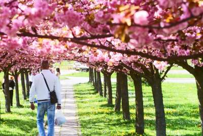 Kwitnąca wiśniowa aleja zawsze przyciąga tłumy, piękny zakątek w Krakowie - zdjęcie 38