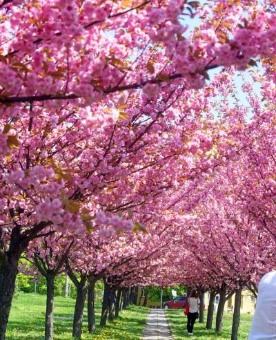 Kwitnąca wiśniowa aleja zawsze przyciąga tłumy, piękny zakątek w Krakowie - zdjęcie 15