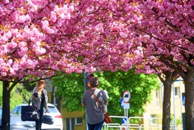 Kwitnąca wiśniowa aleja zawsze przyciąga tłumy, piękny zakątek w Krakowie - zdjęcie 33