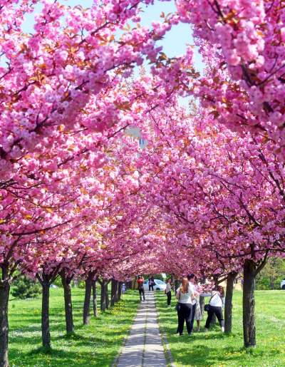 Kwitnąca wiśniowa aleja zawsze przyciąga tłumy, piękny zakątek w Krakowie - zdjęcie 16