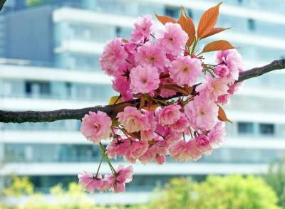 Kwitnąca wiśniowa aleja zawsze przyciąga tłumy, piękny zakątek w Krakowie - zdjęcie 12