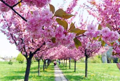 Kwitnąca wiśniowa aleja zawsze przyciąga tłumy, piękny zakątek w Krakowie - zdjęcie 22