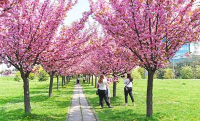 Kwitnąca wiśniowa aleja zawsze przyciąga tłumy, piękny zakątek w Krakowie - zdjęcie 20