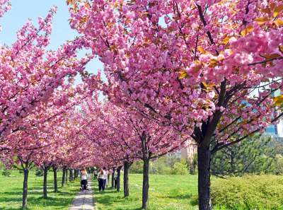Kwitnąca wiśniowa aleja zawsze przyciąga tłumy, piękny zakątek w Krakowie - zdjęcie 19