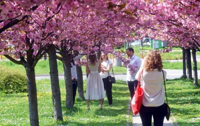 Kwitnąca wiśniowa aleja zawsze przyciąga tłumy, piękny zakątek w Krakowie - zdjęcie 11