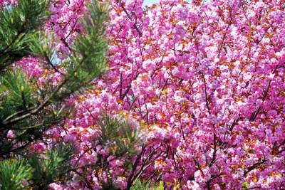 Kwitnąca wiśniowa aleja zawsze przyciąga tłumy, piękny zakątek w Krakowie - zdjęcie 26