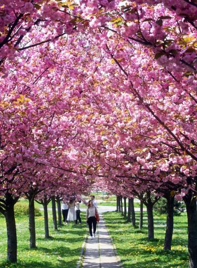 Kwitnąca wiśniowa aleja zawsze przyciąga tłumy, piękny zakątek w Krakowie - zdjęcie 7
