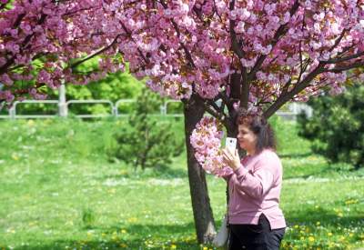 Kwitnąca wiśniowa aleja zawsze przyciąga tłumy, piękny zakątek w Krakowie - zdjęcie 29