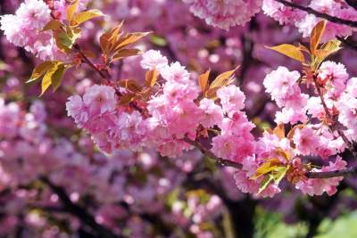 Kwitnąca wiśniowa aleja zawsze przyciąga tłumy, piękny zakątek w Krakowie - zdjęcie 6