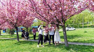 Kwitnąca wiśniowa aleja zawsze przyciąga tłumy, piękny zakątek w Krakowie - zdjęcie 24
