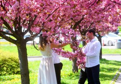 Kwitnąca wiśniowa aleja zawsze przyciąga tłumy, piękny zakątek w Krakowie - zdjęcie 32