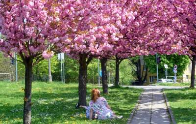 Kwitnąca wiśniowa aleja zawsze przyciąga tłumy, piękny zakątek w Krakowie - zdjęcie 9