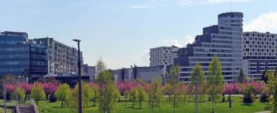 Kwitnąca wiśniowa aleja zawsze przyciąga tłumy, piękny zakątek w Krakowie - zdjęcie 40