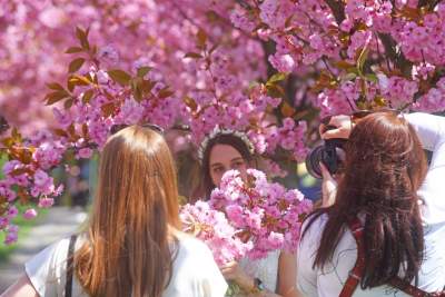 Kwitnąca wiśniowa aleja zawsze przyciąga tłumy, piękny zakątek w Krakowie - zdjęcie 14