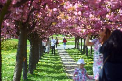 Kwitnąca wiśniowa aleja zawsze przyciąga tłumy, piękny zakątek w Krakowie - zdjęcie 3