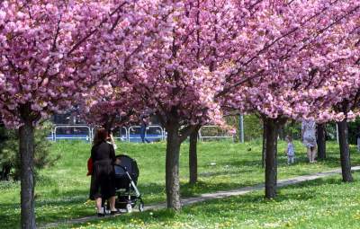 Kwitnąca wiśniowa aleja zawsze przyciąga tłumy, piękny zakątek w Krakowie - zdjęcie 28