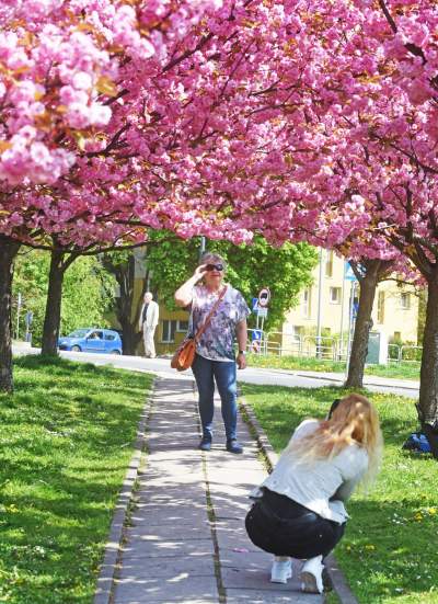 Kwitnąca wiśniowa aleja zawsze przyciąga tłumy, piękny zakątek w Krakowie - zdjęcie 36