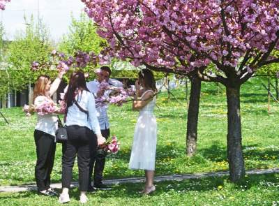 Kwitnąca wiśniowa aleja zawsze przyciąga tłumy, piękny zakątek w Krakowie - zdjęcie 25