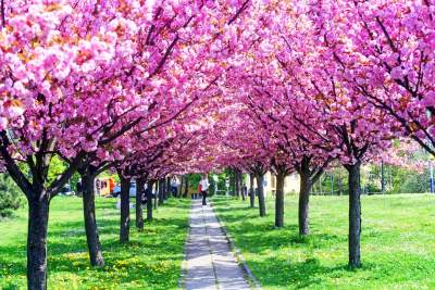 Kwitnąca wiśniowa aleja zawsze przyciąga tłumy, piękny zakątek w Krakowie - zdjęcie 31