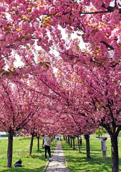 Kwitnąca wiśniowa aleja zawsze przyciąga tłumy, piękny zakątek w Krakowie - zdjęcie 39