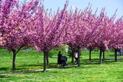 Kwitnąca wiśniowa aleja zawsze przyciąga tłumy, piękny zakątek w Krakowie - zdjęcie 27