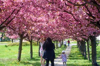 Kwitnąca wiśniowa aleja zawsze przyciąga tłumy, piękny zakątek w Krakowie - zdjęcie 2