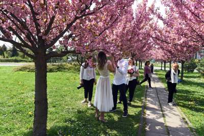 Kwitnąca wiśniowa aleja zawsze przyciąga tłumy, piękny zakątek w Krakowie - zdjęcie 21