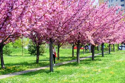Kwitnąca wiśniowa aleja zawsze przyciąga tłumy, piękny zakątek w Krakowie - zdjęcie 23