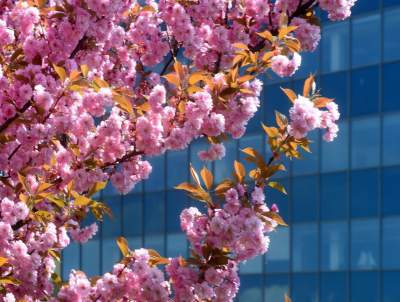 Kwitnąca wiśniowa aleja zawsze przyciąga tłumy, piękny zakątek w Krakowie - zdjęcie 10