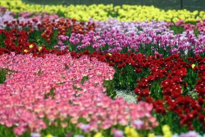 Kwitnąca "mała Holandia" w Małopolsce. Nie tak daleko od Krakowa - zdjęcie 21