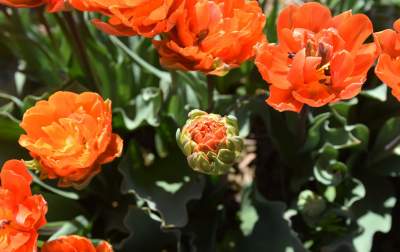 Kwitnąca "mała Holandia" w Małopolsce. Nie tak daleko od Krakowa - zdjęcie 10