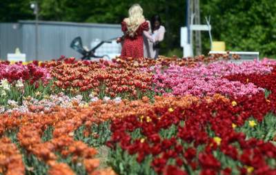 Kwitnąca "mała Holandia" w Małopolsce. Nie tak daleko od Krakowa - zdjęcie 22