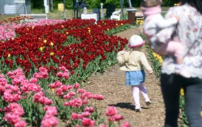 Kwitnąca "mała Holandia" w Małopolsce. Nie tak daleko od Krakowa - zdjęcie 19