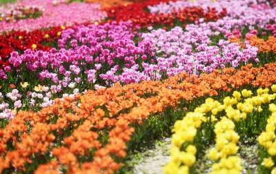 Kwitnąca "mała Holandia" w Małopolsce. Nie tak daleko od Krakowa - zdjęcie 3