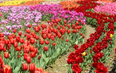 Kwitnąca "mała Holandia" w Małopolsce. Nie tak daleko od Krakowa - zdjęcie 4